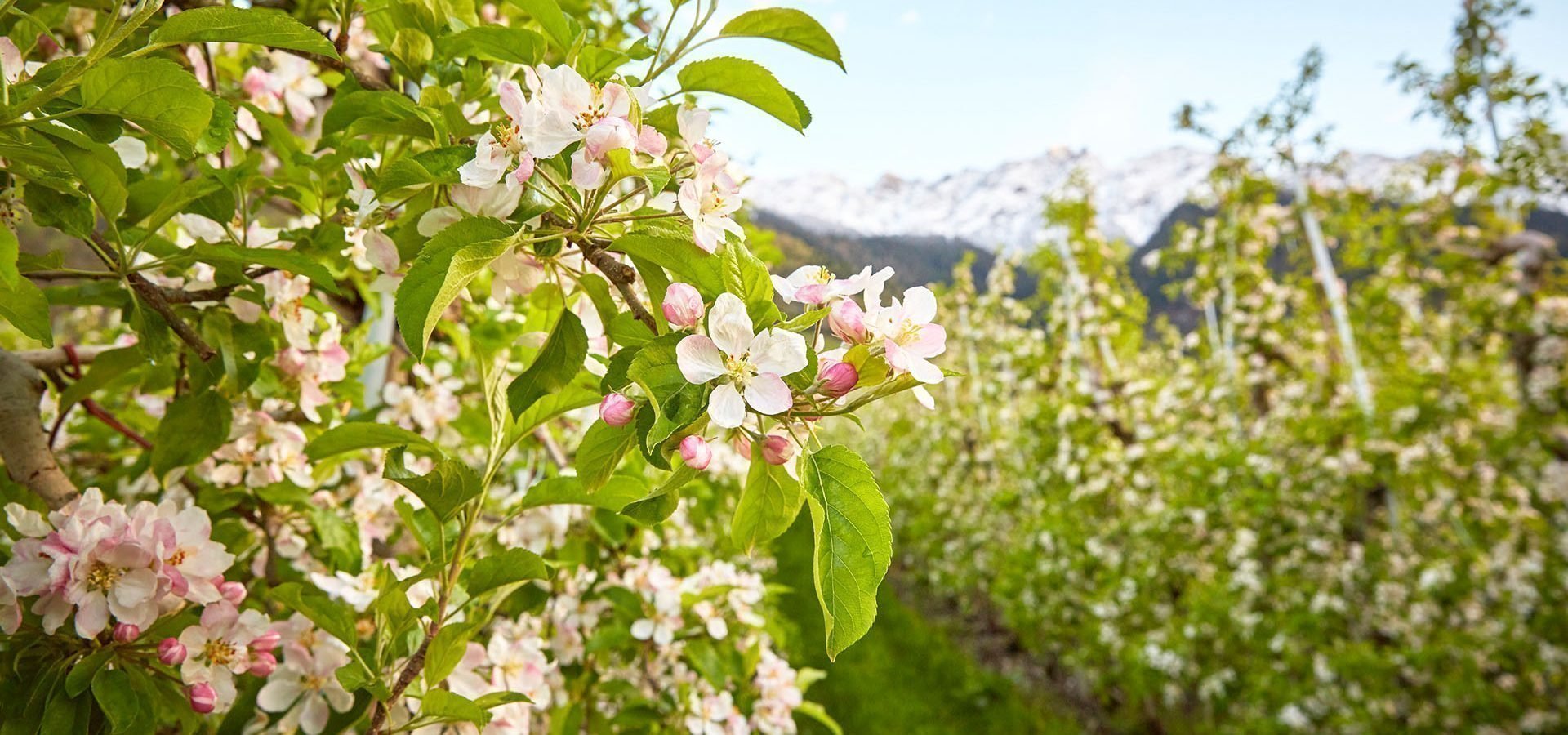 Frühlingsferien in Südtirol