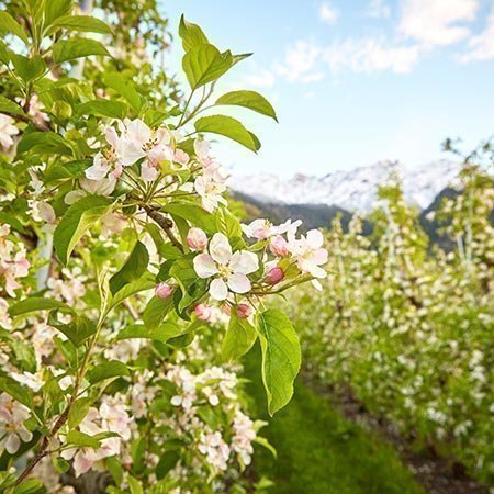 Frühlingsferien in Südtirol